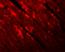 Transmembrane Protein 184C antibody, 5685, ProSci Inc, Immunofluorescence image 