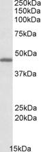 G Protein-Coupled Receptor 17 antibody, orb20349, Biorbyt, Western Blot image 