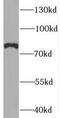 Synaptopodin 2 Like antibody, FNab08441, FineTest, Western Blot image 