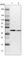Multifunctional protein ADE2 antibody, HPA035895, Atlas Antibodies, Western Blot image 