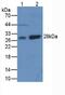 Superoxide Dismutase 3 antibody, MBS2002680, MyBioSource, Western Blot image 