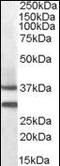 Melanocortin 5 Receptor antibody, orb95327, Biorbyt, Western Blot image 