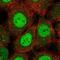 RFXK antibody, NBP2-58680, Novus Biologicals, Immunofluorescence image 
