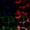 Transient Receptor Potential Cation Channel Subfamily V Member 3 antibody, 11527, QED Bioscience, Immunocytochemistry image 