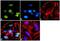 Ring Finger Protein 20 antibody, 720146, Invitrogen Antibodies, Immunofluorescence image 