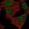 Mediator Complex Subunit 11 antibody, HPA056669, Atlas Antibodies, Immunofluorescence image 