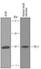 Anterior Gradient 2, Protein Disulphide Isomerase Family Member antibody, AF6068, R&D Systems, Western Blot image 