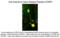 Calcitonin Related Polypeptide Alpha antibody, 50-151, ProSci, Western Blot image 