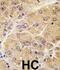 Sclerostin antibody, abx032757, Abbexa, Immunohistochemistry frozen image 