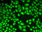 Lysine Demethylase 1A antibody, LS-C331306, Lifespan Biosciences, Immunoprecipitation image 