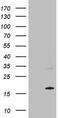 Mitochondrial Ribosomal Protein L42 antibody, MA5-27137, Invitrogen Antibodies, Western Blot image 