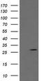 Kallikrein Related Peptidase 8 antibody, LS-C174701, Lifespan Biosciences, Western Blot image 