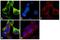 Tubulin Alpha 1a antibody, MA1-80189, Invitrogen Antibodies, Immunofluorescence image 