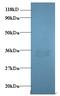 Peripheral Myelin Protein 2 antibody, MBS715015, MyBioSource, Western Blot image 