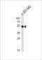 Secernin 1 antibody, MBS9204411, MyBioSource, Western Blot image 