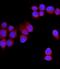 Solute Carrier Family 11 Member 1 antibody, A02547-3, Boster Biological Technology, Immunofluorescence image 