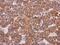 Integrin Subunit Alpha 9 antibody, PA5-27771, Invitrogen Antibodies, Immunohistochemistry paraffin image 
