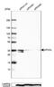 Apolipoprotein O Like antibody, NBP1-89325, Novus Biologicals, Western Blot image 