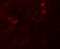 NLR Family Pyrin Domain Containing 5 antibody, A08138, Boster Biological Technology, Immunofluorescence image 