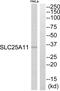Solute Carrier Family 25 Member 11 antibody, abx014594, Abbexa, Western Blot image 