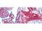 Collagen Type VI Alpha 1 Chain antibody, A02226, Boster Biological Technology, Immunohistochemistry paraffin image 