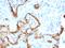 Keratin 8 antibody, GTX34668, GeneTex, Immunohistochemistry paraffin image 