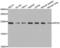 Ribosomal Protein S5 antibody, LS-C346164, Lifespan Biosciences, Western Blot image 