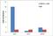 Jun Proto-Oncogene, AP-1 Transcription Factor Subunit antibody, 702170, Invitrogen Antibodies, Chromatin Immunoprecipitation image 