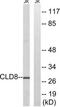 Claudin 8 antibody, TA314851, Origene, Western Blot image 