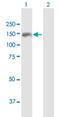 Tudor Domain Containing 1 antibody, H00056165-B01P, Novus Biologicals, Western Blot image 