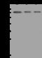 ASPSCR1 Tether For SLC2A4, UBX Domain Containing antibody, 206215-T46, Sino Biological, Western Blot image 