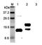 TNF Superfamily Member 18 antibody, NBP2-80104, Novus Biologicals, Western Blot image 