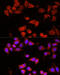 Angio-associated migratory cell protein antibody, 19-018, ProSci, Immunofluorescence image 