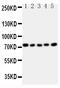Heat Shock Transcription Factor 1 antibody, PA1606, Boster Biological Technology, Western Blot image 