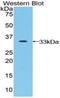 Jagged Canonical Notch Ligand 2 antibody, LS-C303768, Lifespan Biosciences, Western Blot image 