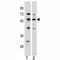 Kruppel Like Factor 4 antibody, F41898-0.4ML, NSJ Bioreagents, Western Blot image 