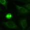 Kinesin Family Member 11 antibody, PA1-32455, Invitrogen Antibodies, Immunofluorescence image 