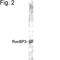 RAN Binding Protein 3 antibody, NB120-2939, Novus Biologicals, Western Blot image 