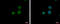 Cleavage And Polyadenylation Specific Factor 6 antibody, GTX115537, GeneTex, Immunocytochemistry image 