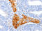 Ectonucleotide Pyrophosphatase/Phosphodiesterase 7 antibody, CSB-PA117174, Cusabio, Immunohistochemistry paraffin image 