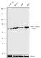 Bmk1 antibody, 720316, Invitrogen Antibodies, Western Blot image 