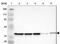 Apurinic/Apyrimidinic Endodeoxyribonuclease 1 antibody, NBP2-54653, Novus Biologicals, Western Blot image 