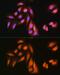 Kinesin Associated Protein 3 antibody, GTX64954, GeneTex, Immunofluorescence image 