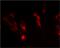 Frataxin antibody, ab110328, Abcam, Immunocytochemistry image 
