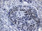 LIM Homeobox 2 antibody, LS-C795400, Lifespan Biosciences, Immunohistochemistry paraffin image 