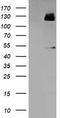 Myocyte Enhancer Factor 2C antibody, TA502518S, Origene, Western Blot image 