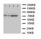 Proprotein Convertase Subtilisin/Kexin Type 9 antibody, LS-C313516, Lifespan Biosciences, Western Blot image 