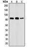 Component Of Inhibitor Of Nuclear Factor Kappa B Kinase Complex antibody, MBS822022, MyBioSource, Western Blot image 