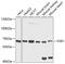 FMR1 Autosomal Homolog 1 antibody, 19-955, ProSci, Western Blot image 