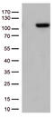 TFIIIC90 antibody, LS-C796413, Lifespan Biosciences, Western Blot image 